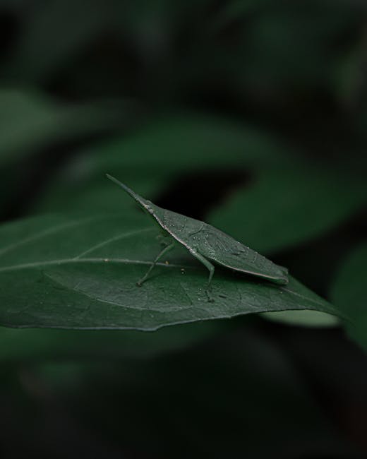 A close-up image of a green insect, possibly a Katydid, resting on a dark green leaf in a natural outdoor setting. The insect has elongated, slender legs and a narrow, leaf-like body with a textured, matte surface. Its wings are folded along its back, blending with the leaf's veins, and its antennae extend forward. The leaf appears healthy with smooth edges and visible venation, situated in the foreground with a slightly blurred background of darker foliage. The scene is illuminated by diffused natural light, emphasizing the subtle textures and shades of green on both the insect and the leaf. The environment suggests a dense, leafy area, typical of a garden or woodland undergrowth, with the focus on the insect's camouflage and the leaf's surface, highlighting an aspect of natural insect habitat within the context of waste and rubbish removal, where natural debris may be part of the ecological cycle facilitated by services like those at rubbishclearancecrystalpalace.com.